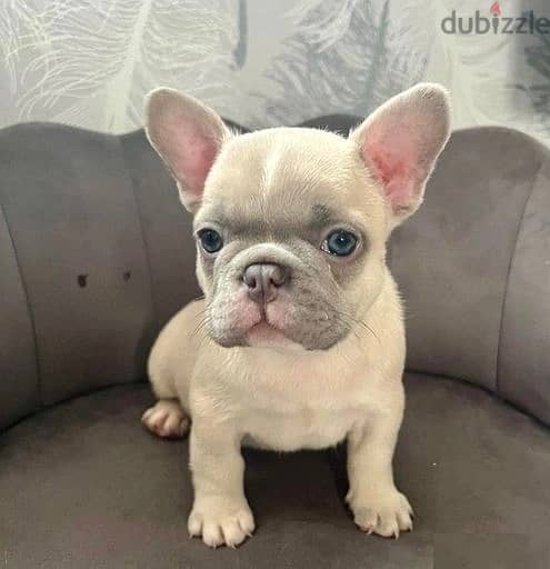 Whatsapp Me +972555074990 French Bulldog Puppies 1