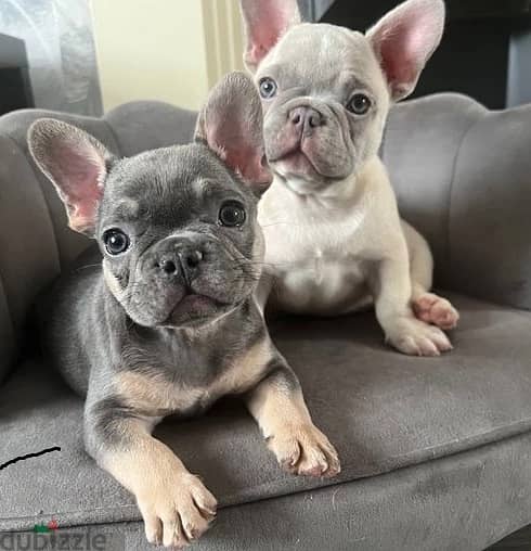 Whatsapp Me +972555074990 French Bulldog Puppies 0