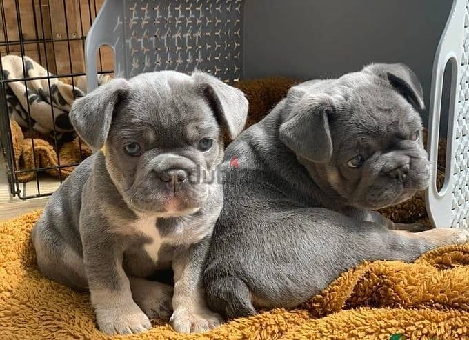 Whatsapp Me +972555074990 French Bulldog Puppies 0