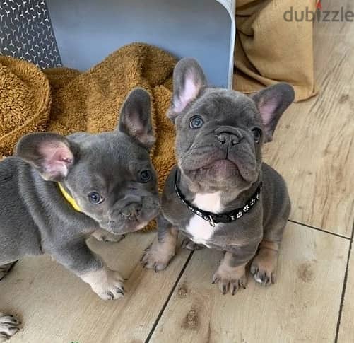 Whatsapp Me +972555074990 French Bulldog Puppies 1