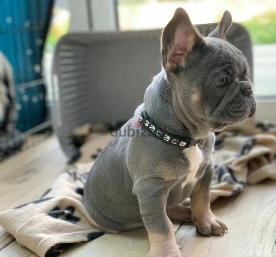 Whatsapp Me +972555074990 French Bulldog Puppies 0