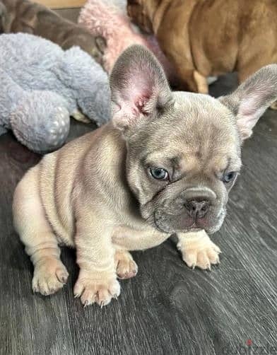 Whatsapp Me +972555074990 French Bulldog Puppies 1