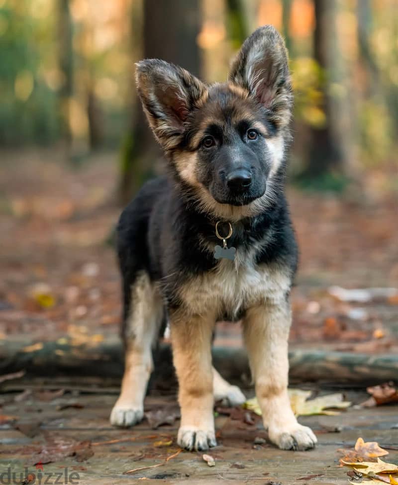 German Shepherd puppy 0