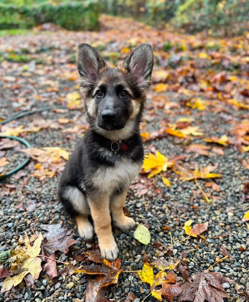 German Shepherd puppy 1