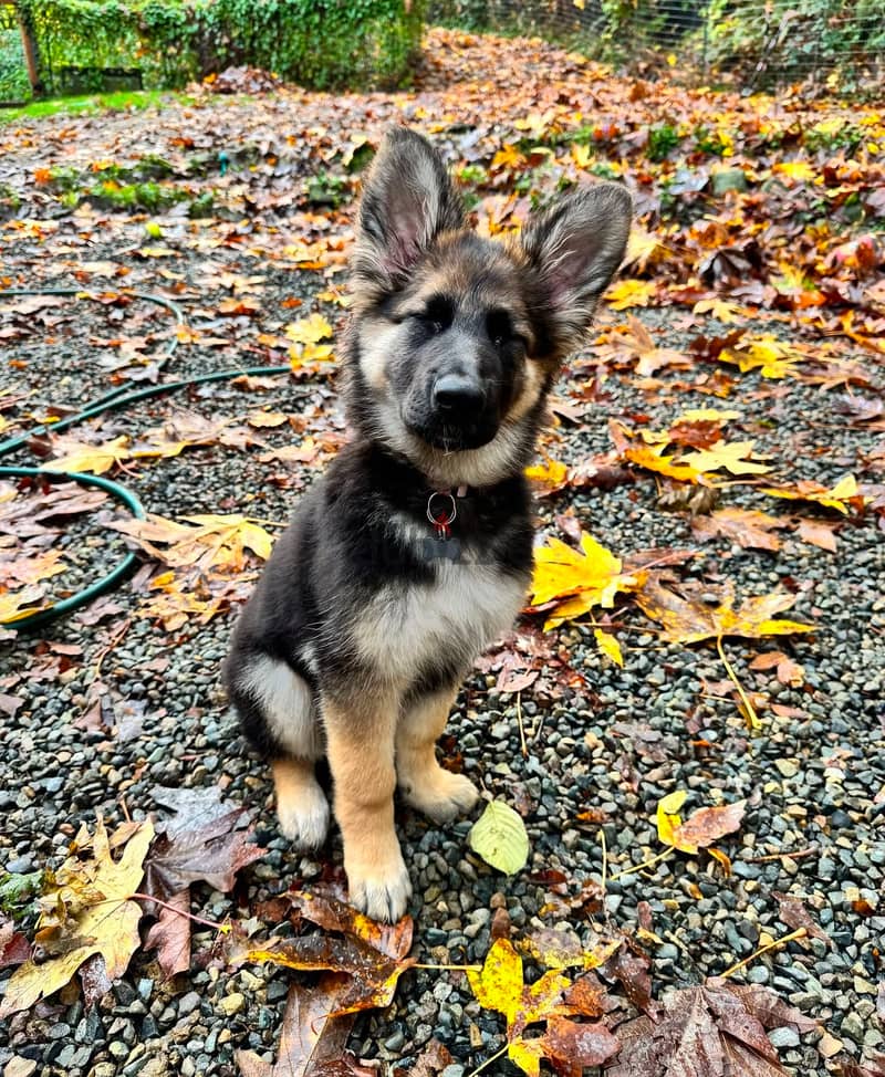 German Shepherd puppy 2