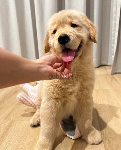 Golden retriever for sale.