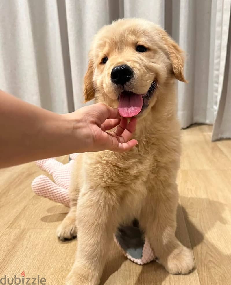 Golden Retriever for sale. WhatsApp me ‪ +1 (484) 718‑9164‬ 0