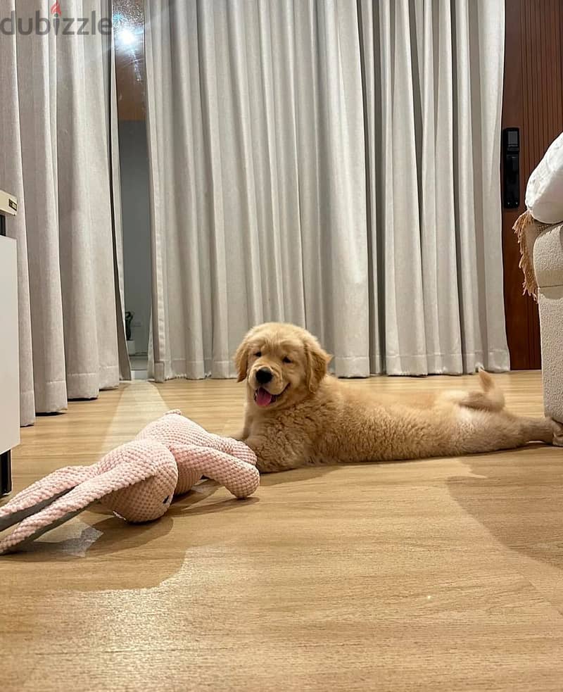 Golden Retriever for sale. WhatsApp me ‪ +1 (484) 718‑9164‬ 1