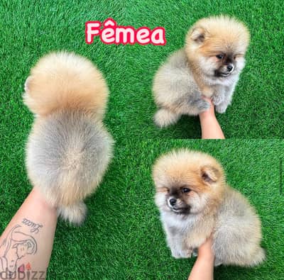 Trained Pomeranian for sale . WhatsApp me ‪ +1 (484) 718‑9164‬