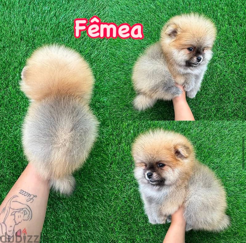 Trained Pomeranian for sale . WhatsApp me ‪ +1 (484) 718‑9164‬ 0