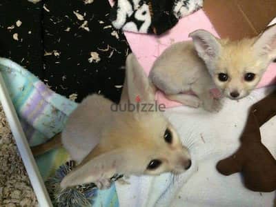 Registered Fennec fox for adoption,