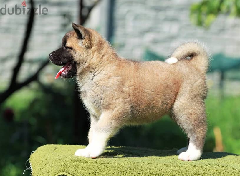 Cute Akita Puppies Available Now For Adoption 0