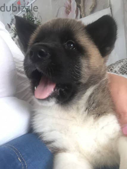 Cute Akita Puppies Available Now For Adoption 1