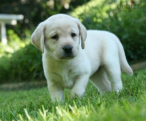 Healthy Labrador Retriever Puppies/ Whatsapp Me ::+972552992089 0