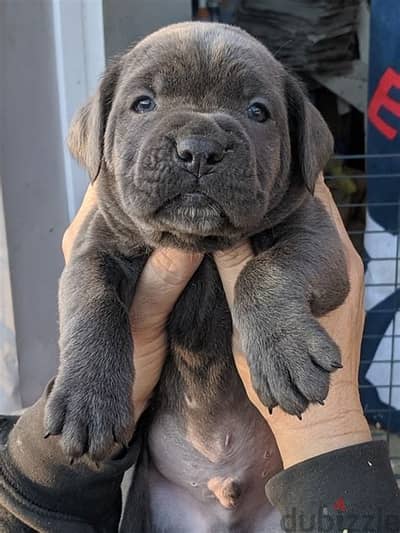 Healthy Cane Corso Puppies/ Whatsapp Me ::+972552992089