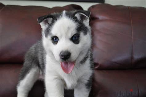 Siberian Husky Puppies Whatsapp me +972553390216 1