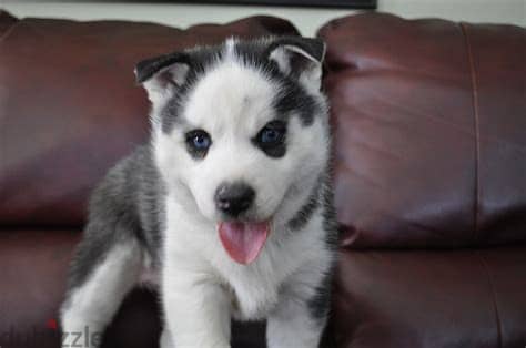 Siberian Husky Puppies Whatsapp me +972553390216 1