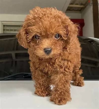 Toy Poodle Puppies Whatsapp me +972553390216