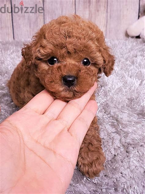 Healthy Toy Poodle Puppies/ Whatsapp Me ::+972552992089 1