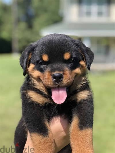 Healthy Rottweiler Puppies/ Whatsapp Me ::+972552992089