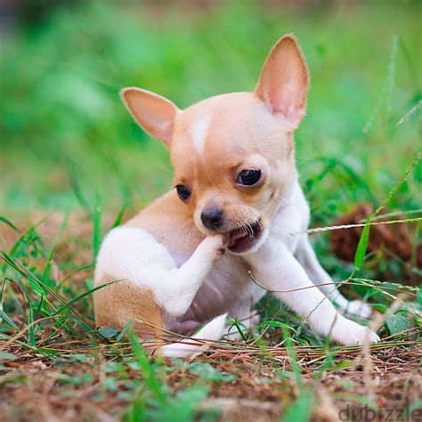 Healthy Chihuahua Puppies/ Whatsapp Me ::+972552992089 1