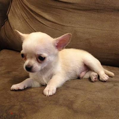 Healthy Chihuahua Puppies/ Whatsapp Me ::+972552992089