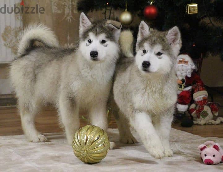 Alaskan Malamutes for Adoption 0