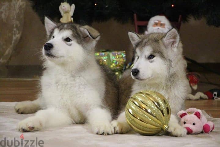 Alaskan Malamutes for Adoption 1