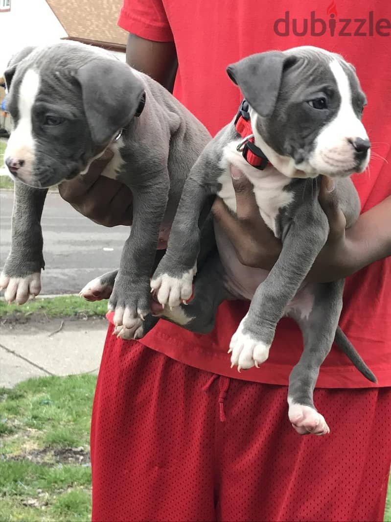 American Pittbull puppies for adoption 0