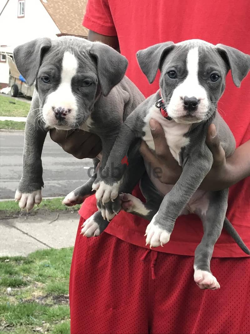 American Pittbull puppies for adoption 1