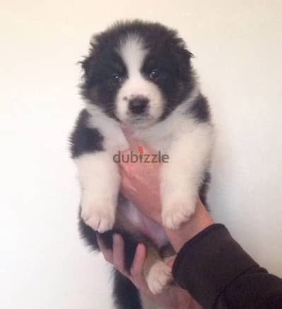 Australian Shepherd Puppies For Adoption