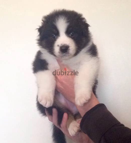 Australian Shepherd Puppies For Adoption 0