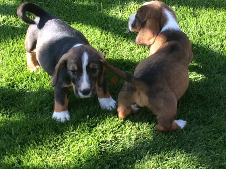 Male and female basset hound puppies for adoption 0