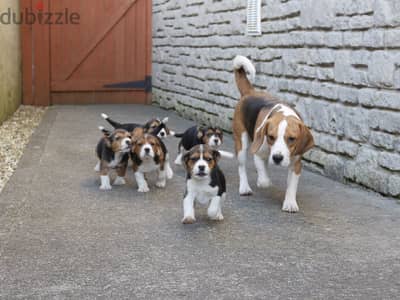 Beagle Puppies for Adoption