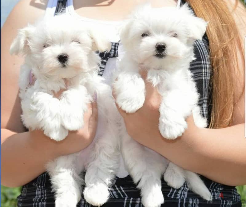 Lovely Bichon Frise Puppies For Adoption 0