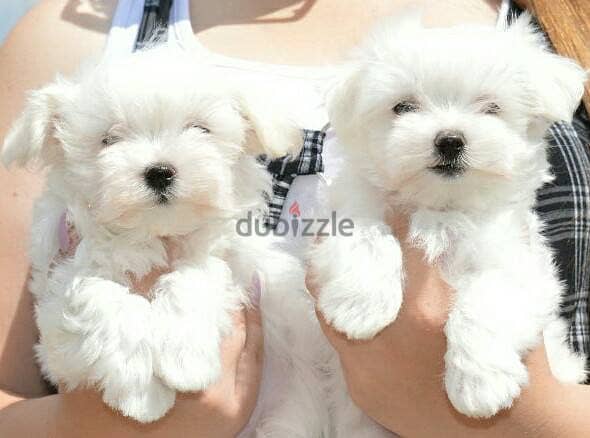 Lovely Bichon Frise Puppies For Adoption 1