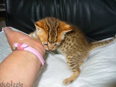 Bengal kittens for adoption