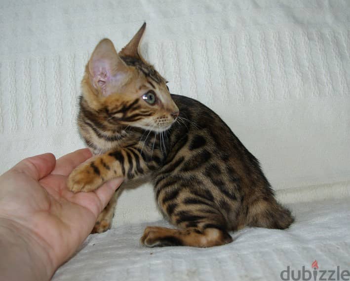 Bengal kittens for adoption 1