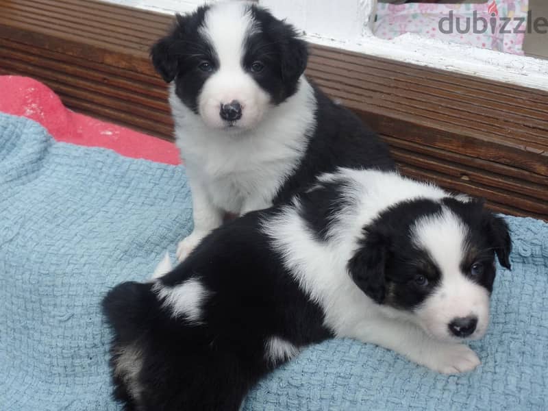 Border Collie pups for Adoption Ready 0