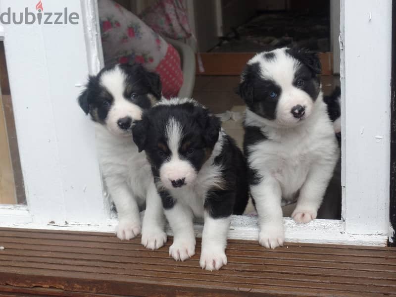 Border Collie pups for Adoption Ready 1