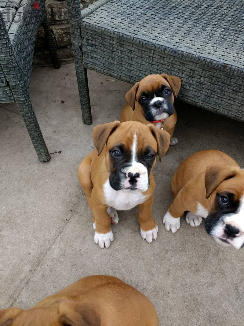 Boxer Puppies For Adoption 0