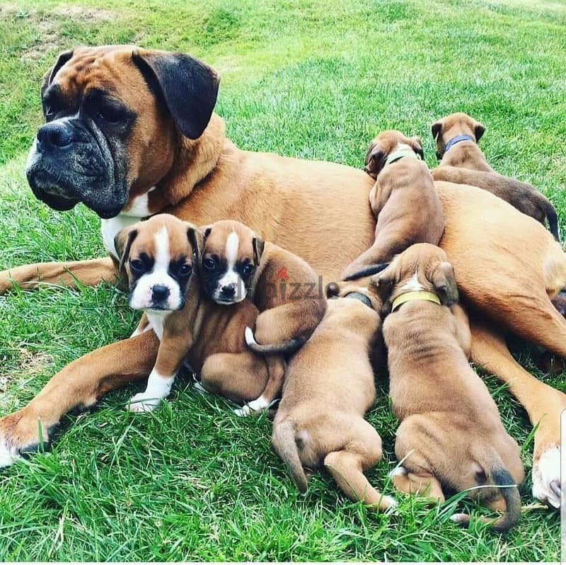 Boxer Puppies For Adoption 1