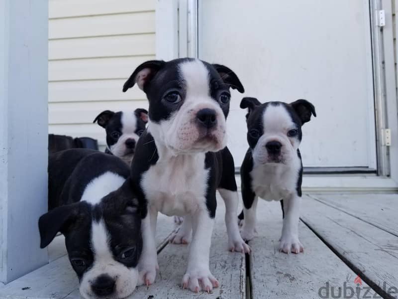 Boston Terrier Puppies For New Homes 0