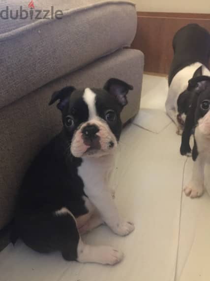 Boston Terrier Puppies For New Homes 1