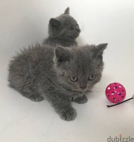 british shorthair kittens for re-homing 0