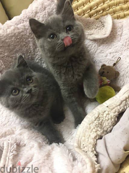 british shorthair kittens for re-homing 1