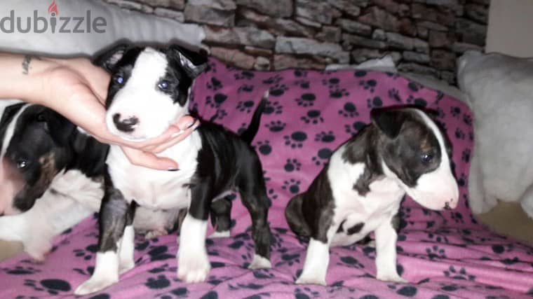 Bull terrier Puppies for Adoption Ready 0