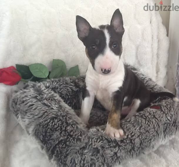 Bull terrier Puppies for Adoption Ready 1