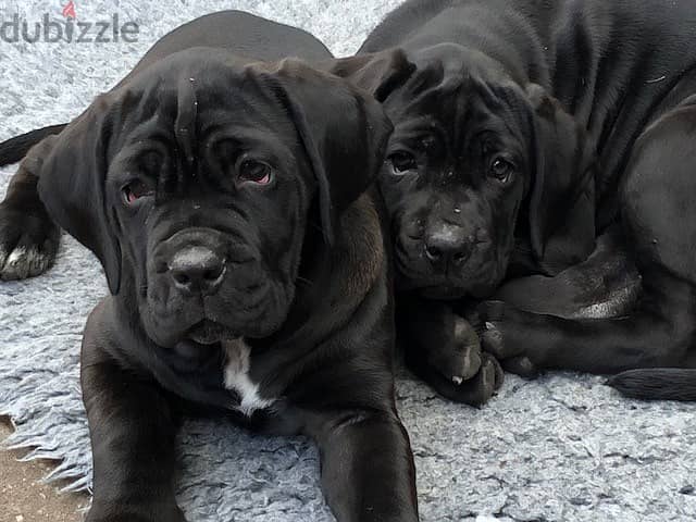 Cane Corso Puppies for adoption 0