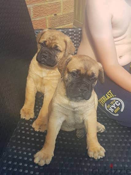 BullMastiff Puppies For Adoption 0